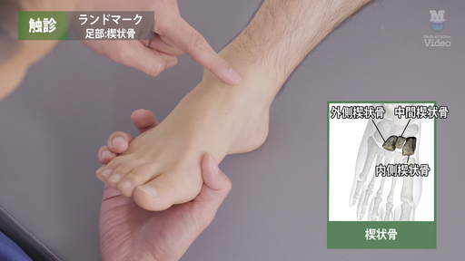 触診可動検査・ソフト徒手矯正法 触診 軟部組織 後方浅部・深部 ｜ Medical*Online Video