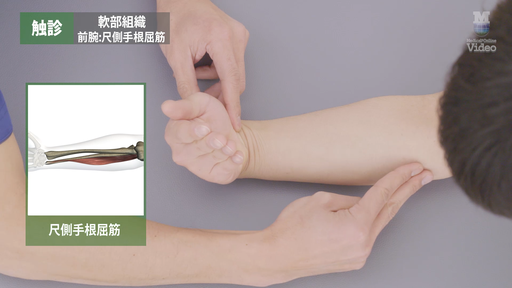 触診 軟部組織 前腕前面 ｜ Medical*Online Video