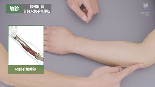 触診 軟部組織 前腕後面 ｜ Medical*Online Video
