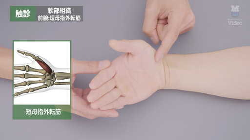 触診可動検査・ソフト徒手矯正法 触診 軟部組織 肩関節前方 ｜ Medical*Online Video