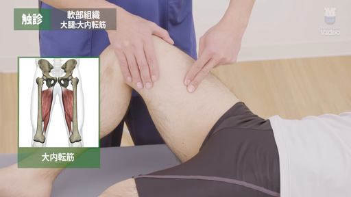 触診 軟部組織 大腿 ｜ Medical*Online Video