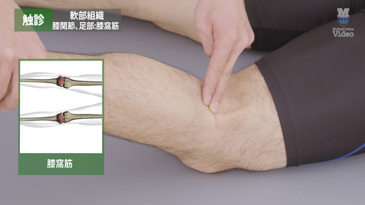 触診 軟部組織 後方浅部・深部 ｜ Medical*Online Video